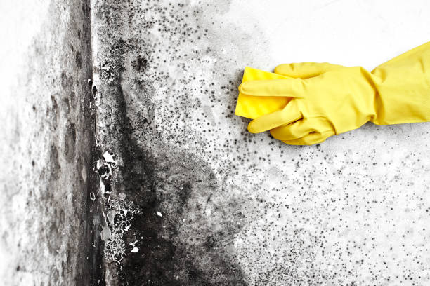 Best Home Mold Removal  in White Rock, NM