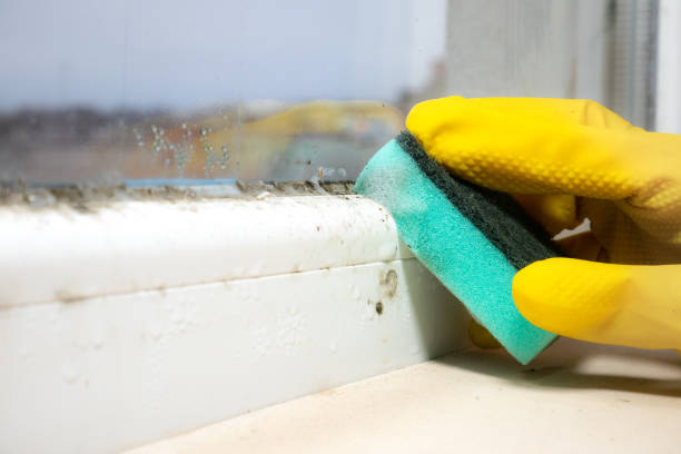 Best Mold Testing  in White Rock, NM