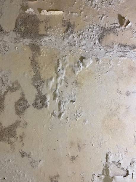 Best Mold Removal Company Near Me  in White Rock, NM