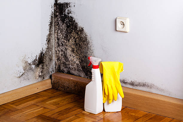 Best Emergency Mold Removal  in White Rock, NM