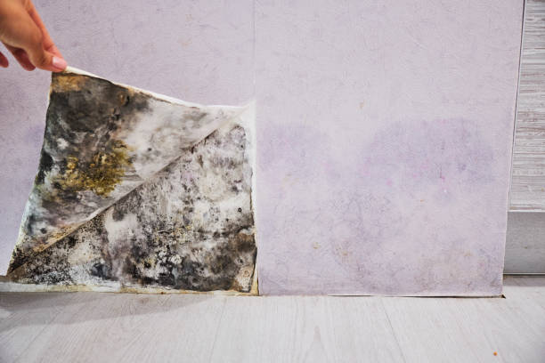 Best Local Mold Removal Service  in White Rock, NM